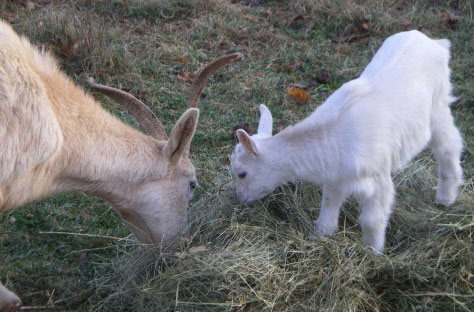 Des chèvres de la ferme en train de manger