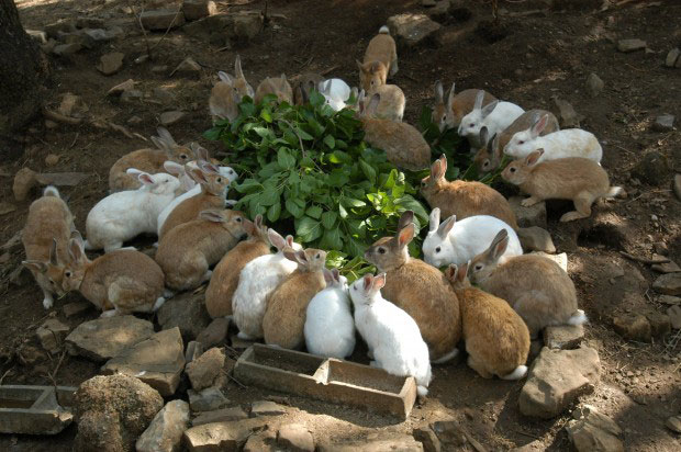 Des lapins en train de manger