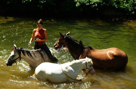 Des chevaux dans la rivière